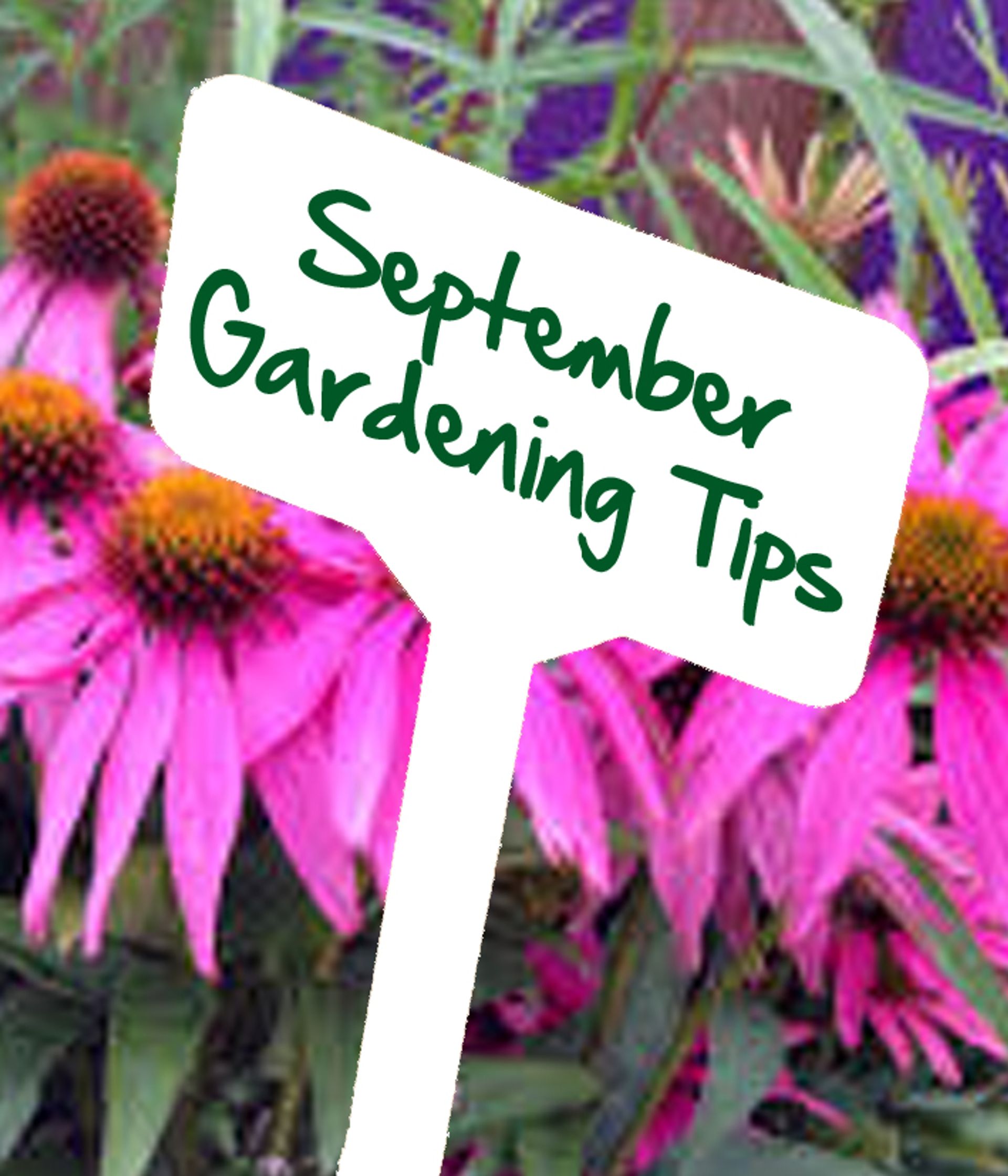 September gardening tips